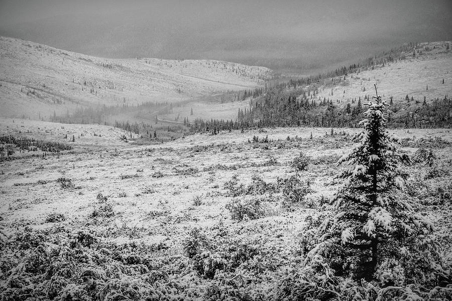 Denali National Park Winter Photograph by Dan Sproul
