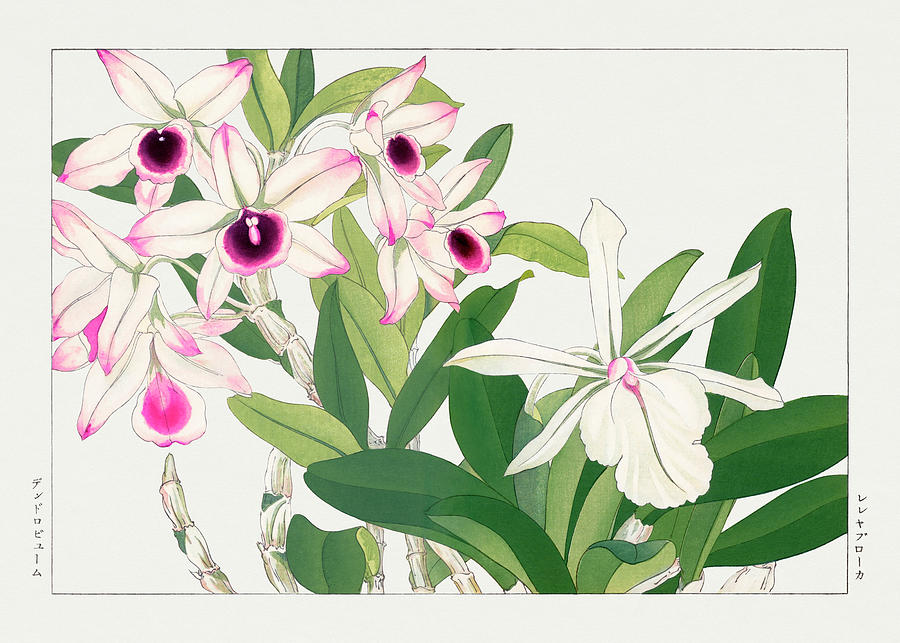 Dendobium Flower 2 - Ukiyo e art - Vintage Japanese woodblock art - Seiyo SOKA ZUFU  Tanigami Konan Digital Art by Studio Grafiikka