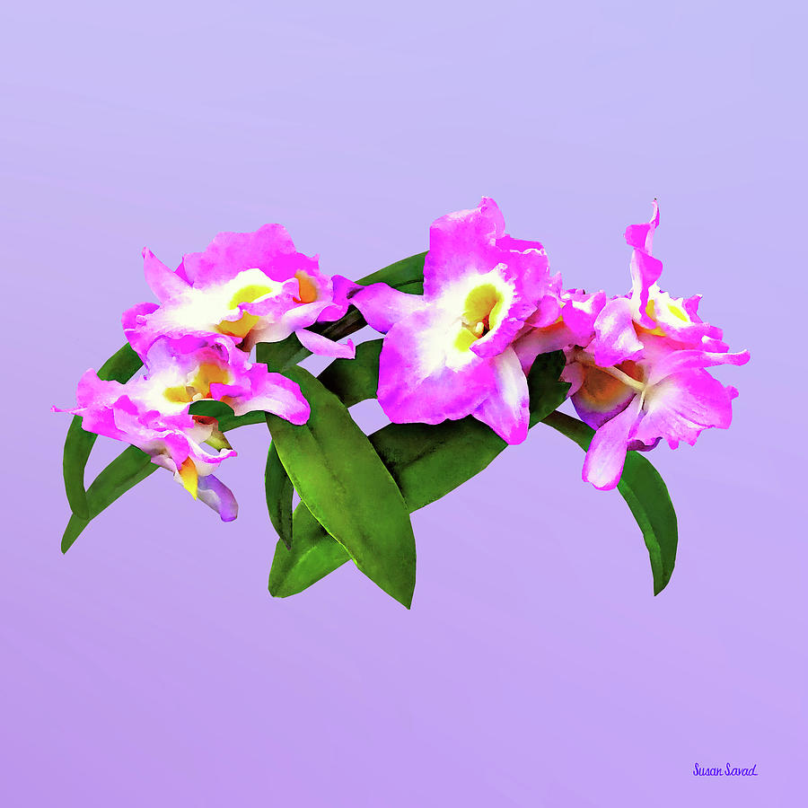 Dendrobium Angel Moon Love Letter Photograph by Susan Savad