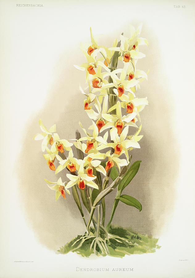 Dendrobium aureum Orchid Painting by World Art Collective