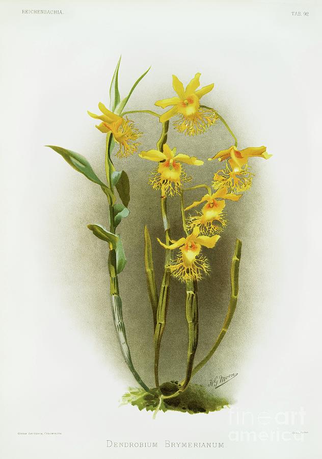 Orchid Painting - Dendrobium brymerianum from Reichenbachia Orchids 1888-1894 illustrated by Frederick Sander 1847- by Shop Ability