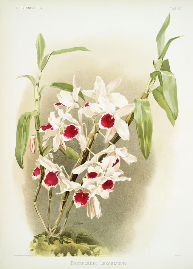 Dendrobium leechianum Orchid Mixed Media by World Art Collective