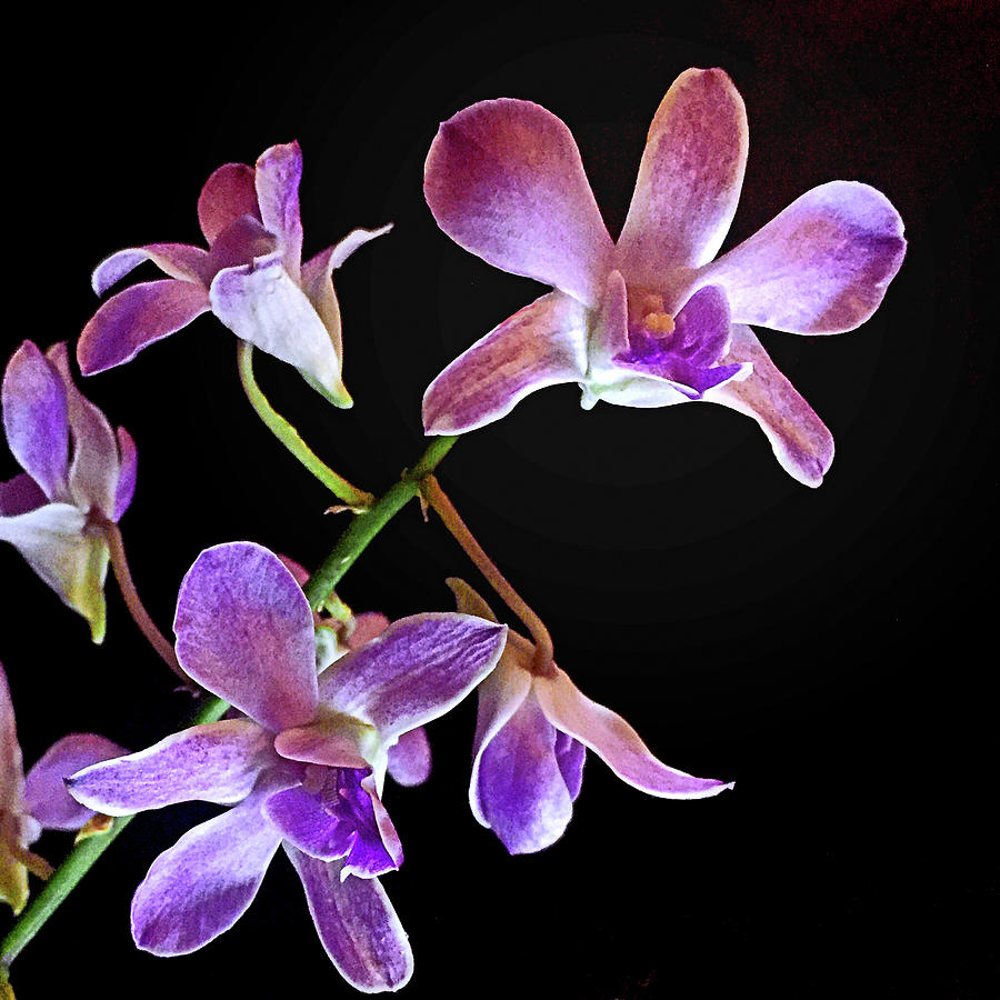 Dendrobium Orchid Centennial Blue Photograph by Susan Maxwell Schmidt