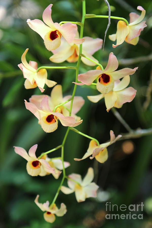 Dendrobium Orchid Photograph
