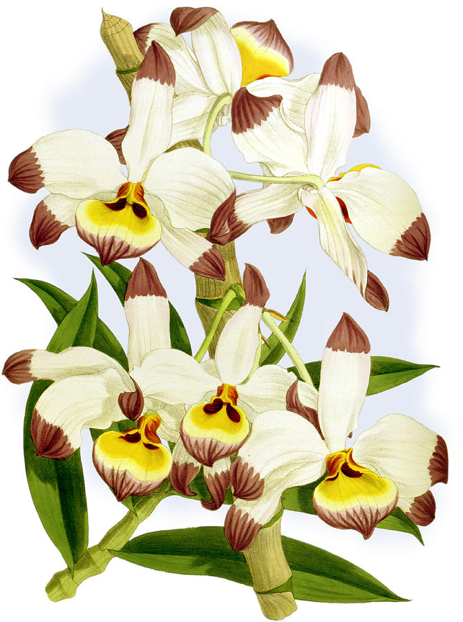 Dendrobium Wardianum Giganteum Orchid Mixed Media by World Art Collective