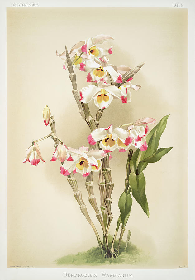 Dendrobium wardianum orchid Mixed Media by World Art Collective