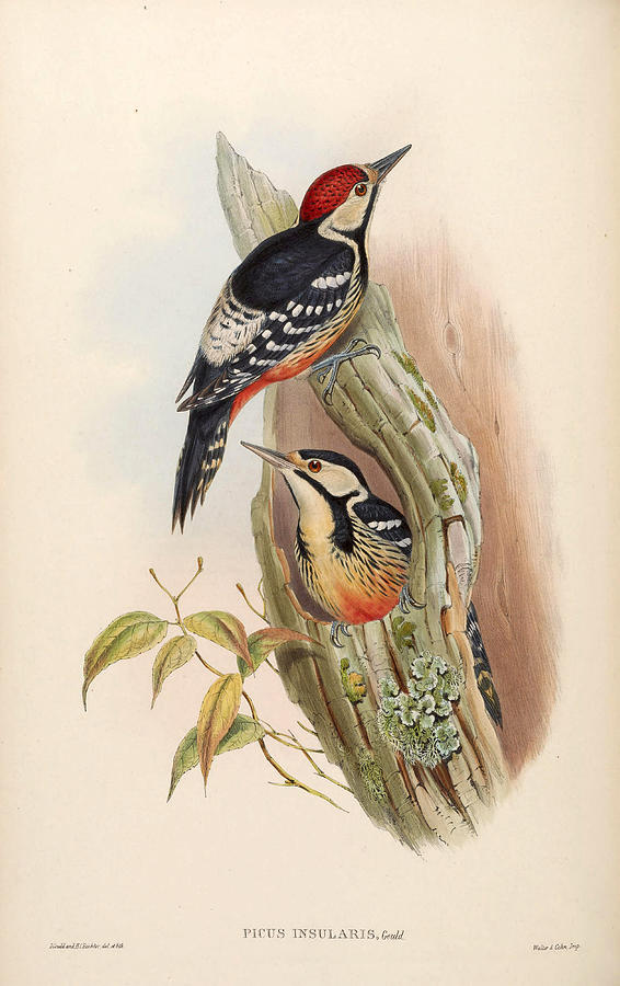 Dendrocopos leucotos insularis  Drawing by Henry Constantine Richter