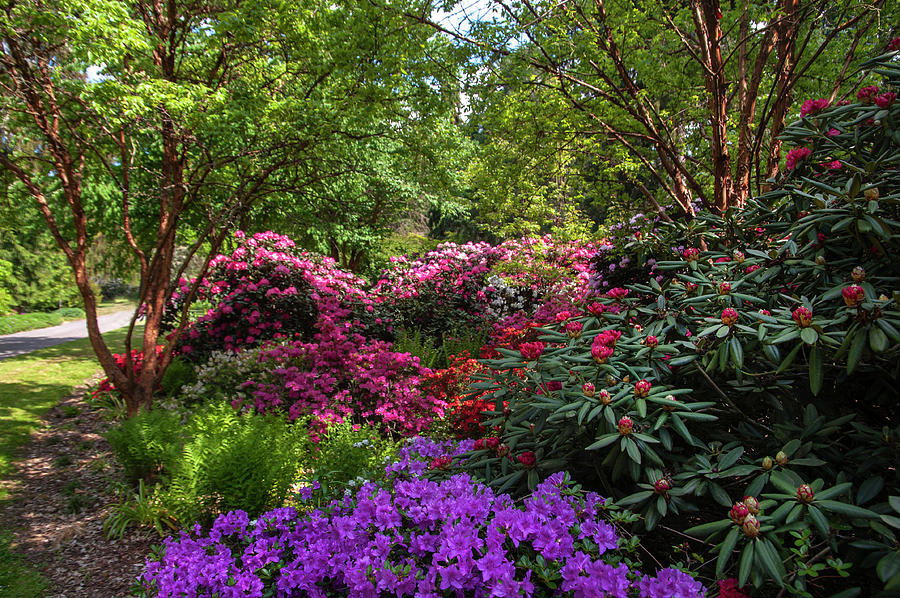 Dendropark with Colorful Rhododendrons Photograph by Jenny Rainbow