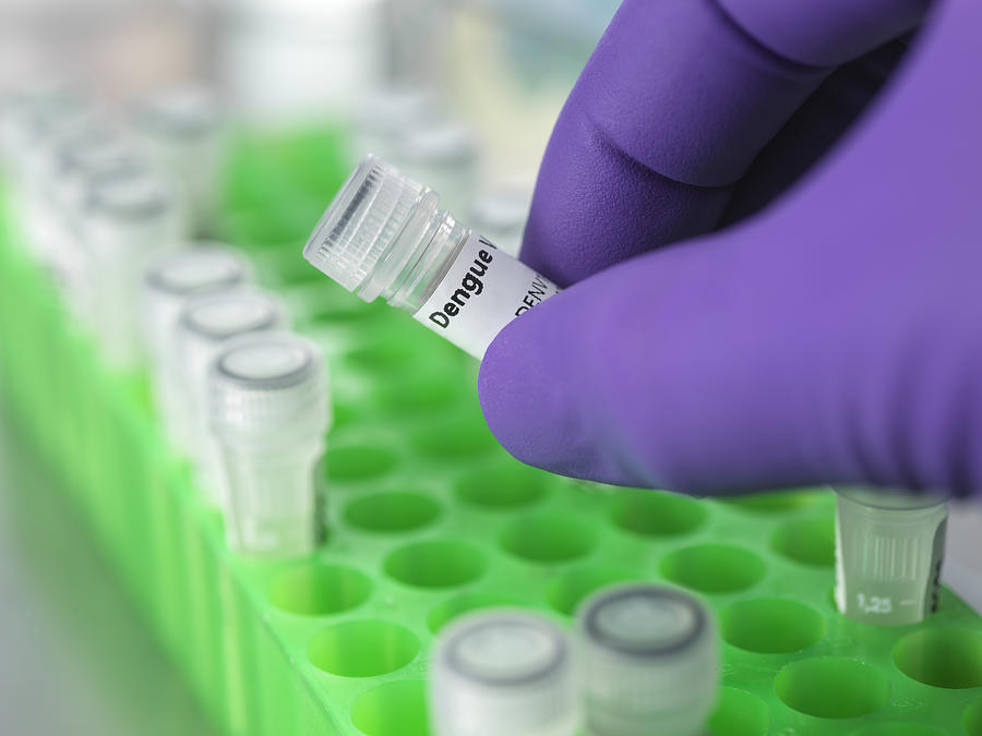 Dengue virus research Photograph by Tek Image/science Photo Library