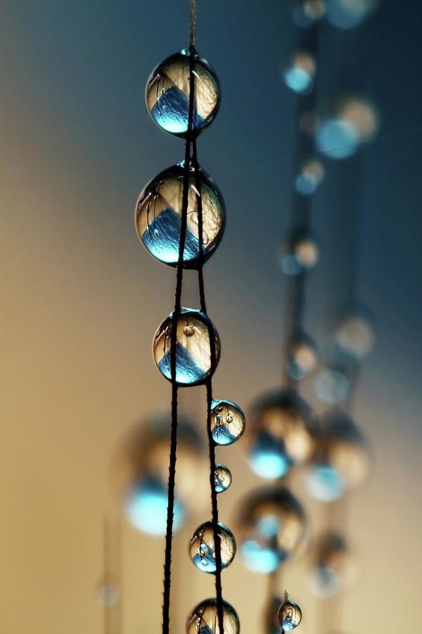 Denim Blue Grass Seed Drops Photograph by Sharon Johnstone