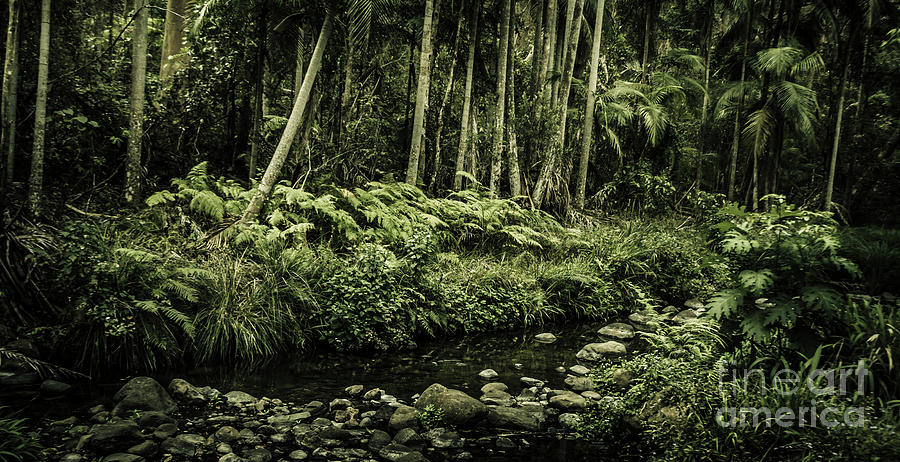 Dense tropics Photograph by Jorgo Photography