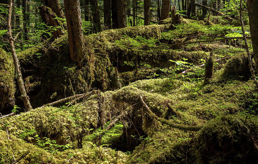 Dense vegetation in temperate rain forest in Alaska Photograph by Steven Heap