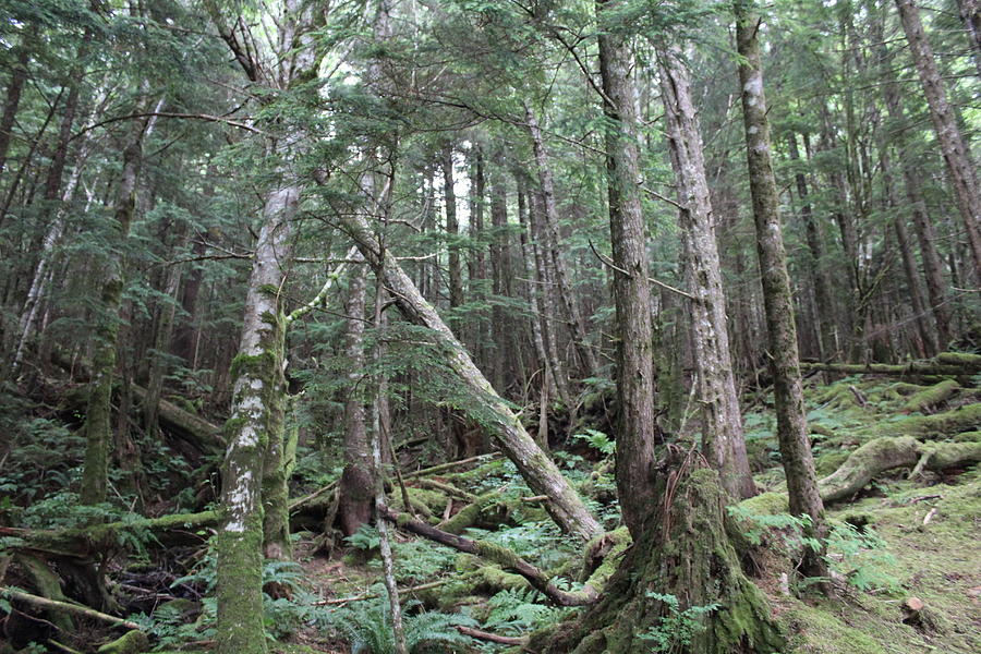 Dense Wood Photograph by N Graber - Fine Art America