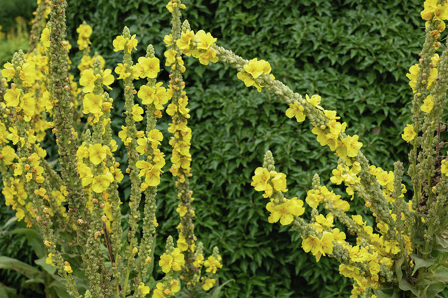 Denseflower Mullein Yellow Flowers Photograph by Artur Bogacki