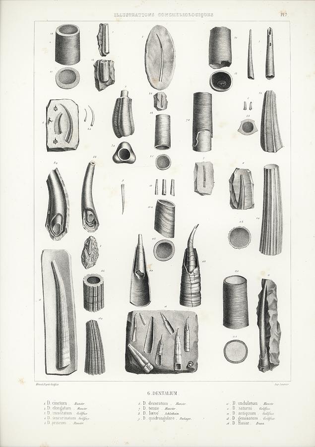 Dentalium Drawing by Menard and Georg A Goldfuss
