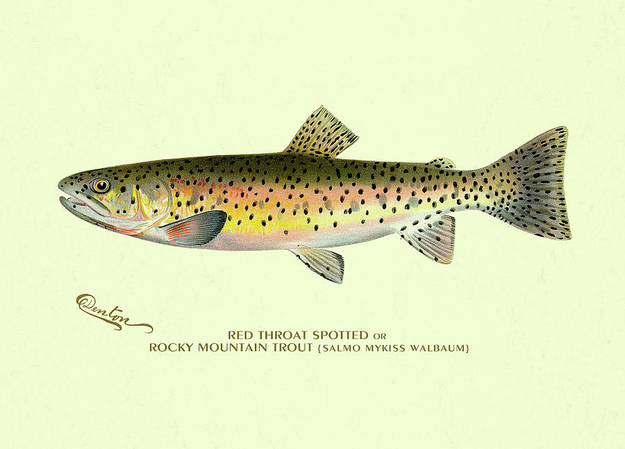Trout Digital Art - Denton Red Throat Trout by Gary Grayson