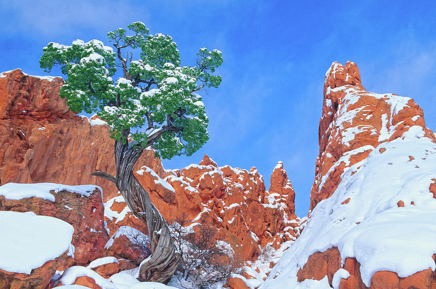 Dentro Is Greek For Tree. Garden Of The Gods, Colorado