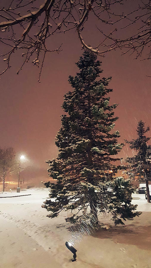 Denver Snow Photograph by Raquel Gregory