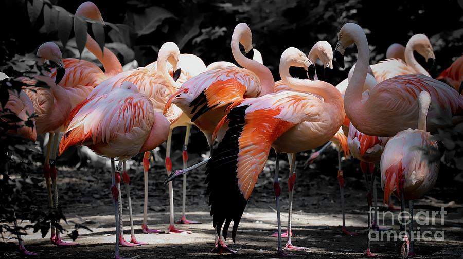 Denver Zoo Flamingo Photograph by Veronica Batterson