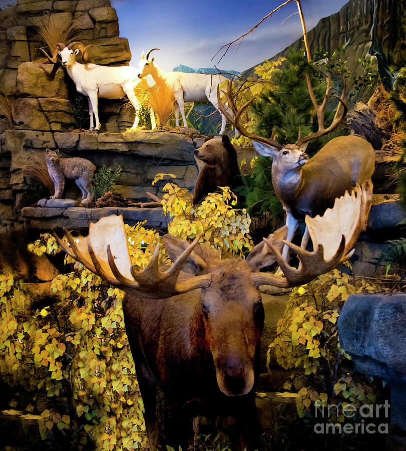 Depiction Of Saskatchewan Mammals Photograph by Al Bourassa