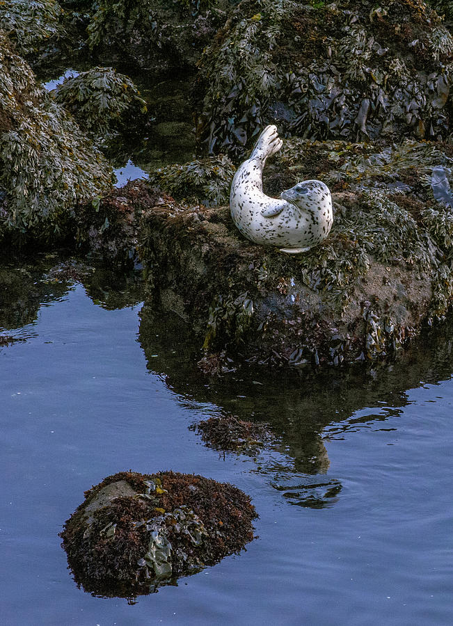 Landscape Photograph - Depoe Bay Seal by Doug Davidson
