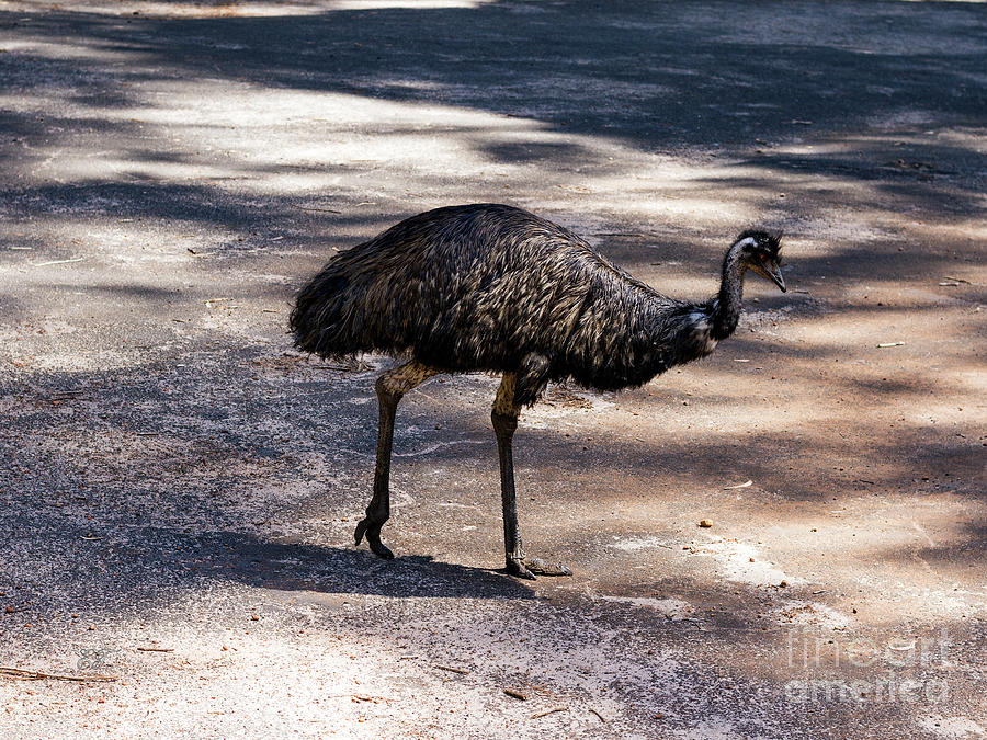 Depressed Emu Photograph by Elaine Teague