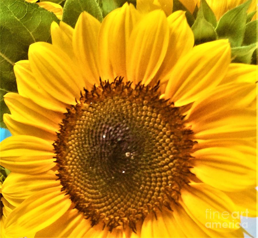 Depth of a Sunflower Photograph by Jimmy Clark