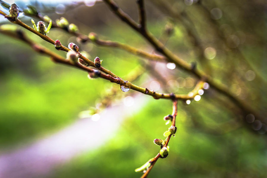 Depth of Field Exercise Photograph by Jonathan Samson - Fine Art America