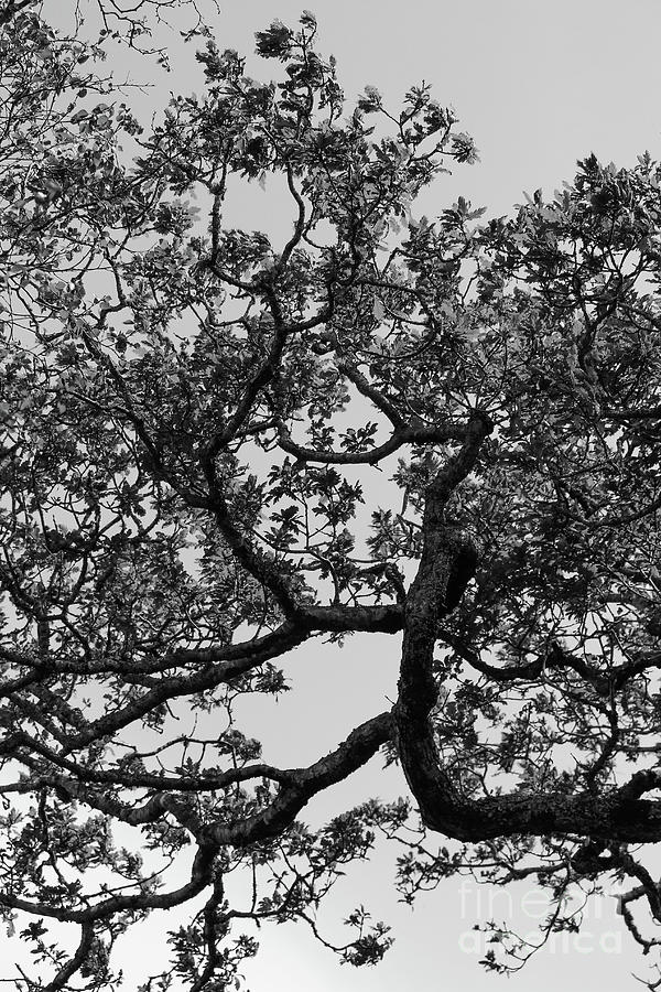 Derrylahan Tree on Path bw Vertical Photograph by Eddie Barron