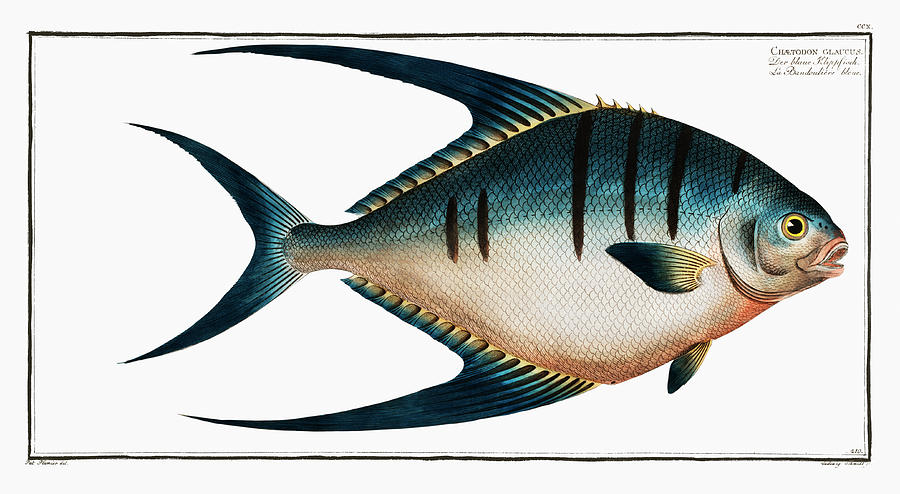 Fish Digital Art -  des Campagnes by Celestial Images