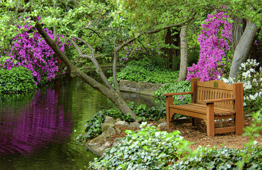 Spring Solitude Descanso Gardens Photograph by Bonnie Colgan
