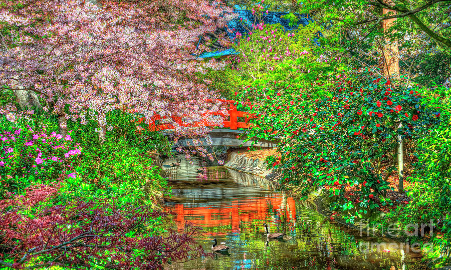 Descanso Gardens Cherry Blossoms stream Photograph by David Zanzinger