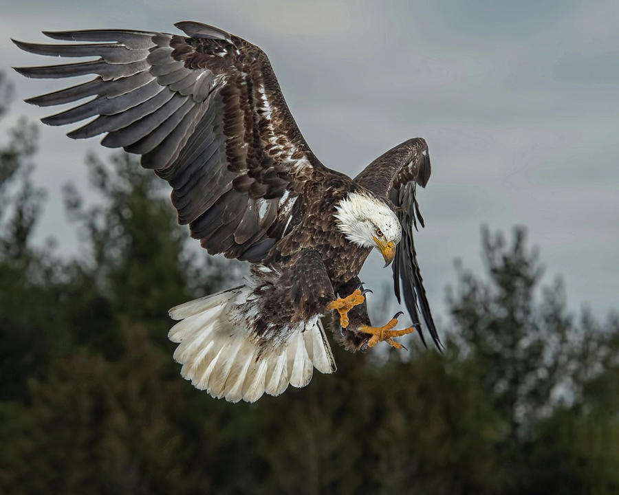 Descending Eagle Photograph by CR Courson