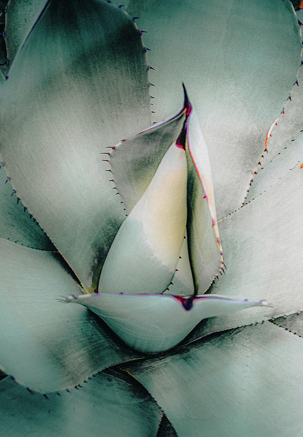 Desert Agave Cactus Photograph by Julie Palencia