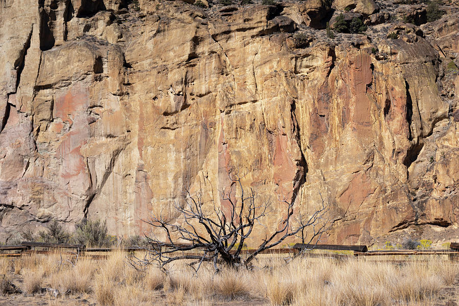 Desert Art Photograph by Steven Clark