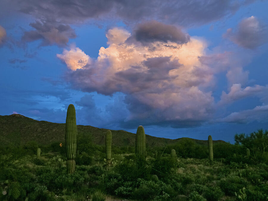 Desert at Dusk Photograph by Katie Dobies - Pixels