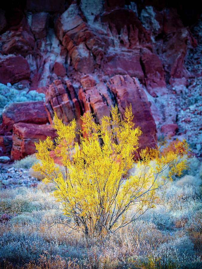 Desert Autumn Photograph by Grant Sorenson