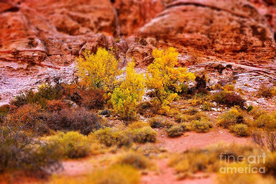 Desert Autumn Perspective Photograph by Rodney Lee Williams