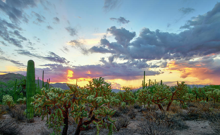 Desert Awakening - Dawn in the Cactus Landscape Photograph by Chris Anson