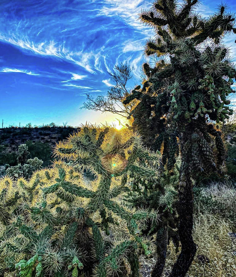 Desert beauty  Photograph by Rick Reesman