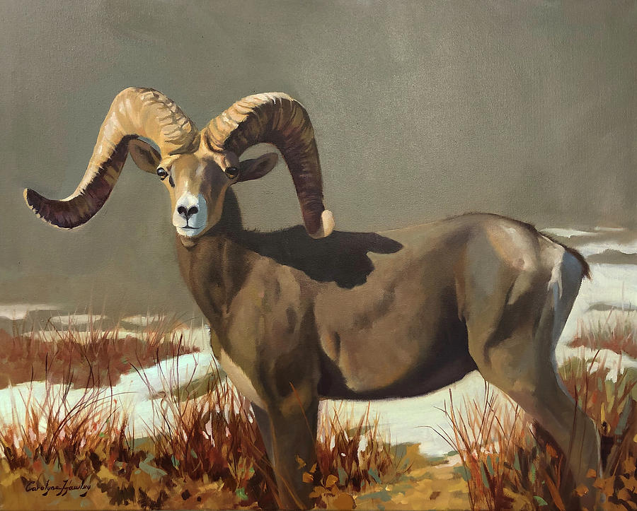 Desert Bighorn Painting by Carolyne Hawley