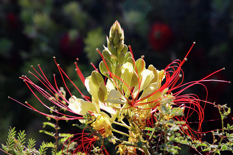 Desert Bird of Paradise 3 Photograph by Rolf Jacobson - Fine Art America