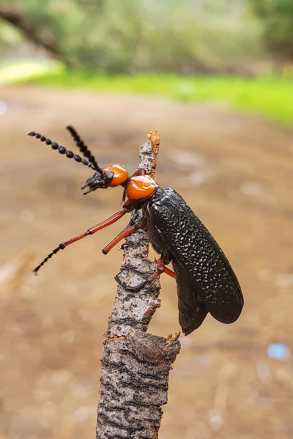 Desert Blister Beetle Photograph by Bonny Puckett