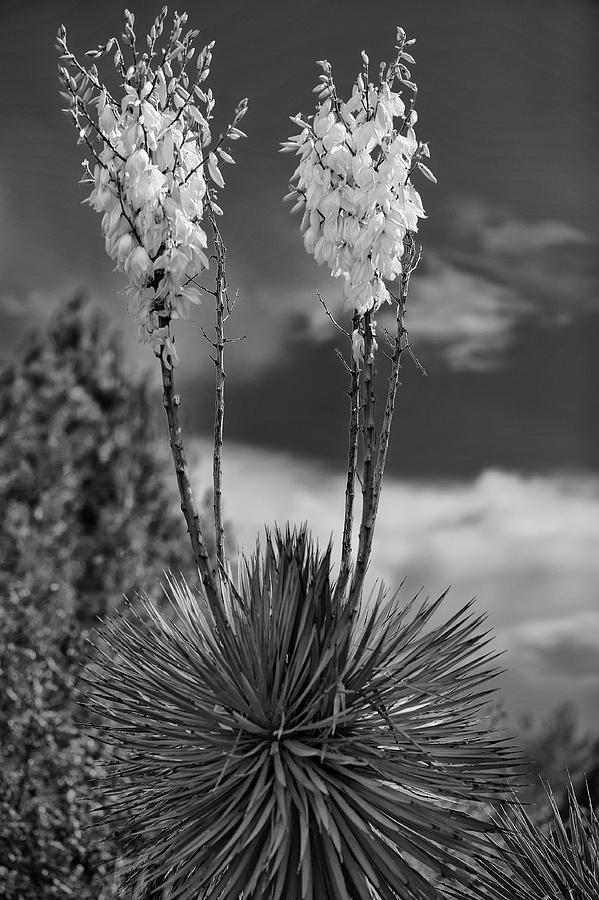 Desert bloom Photograph by Doug Wittrock