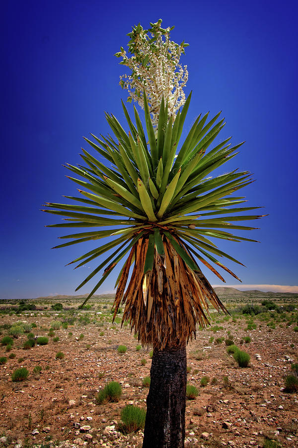 Desert Bloom Photograph by George Taylor