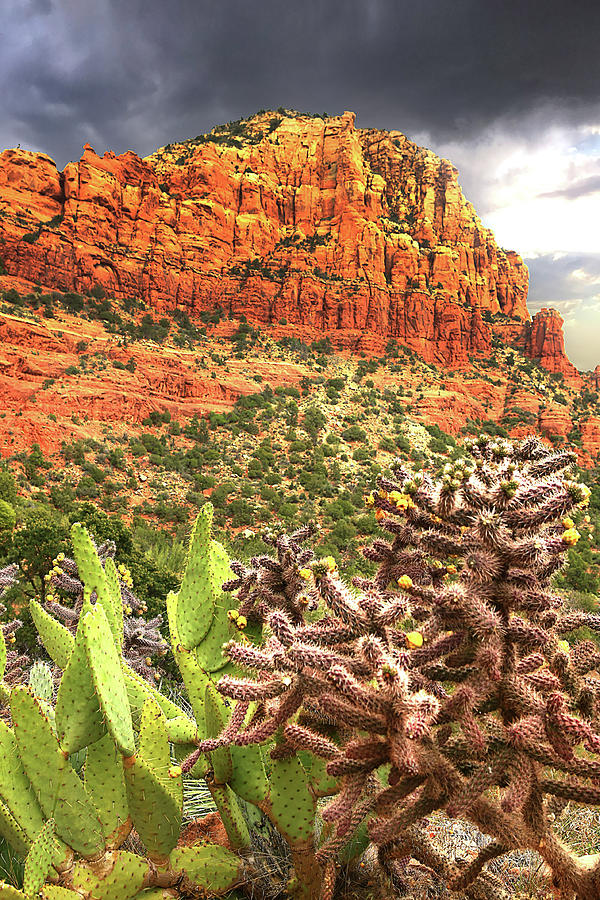 Desert Bloom Photograph By Jerome Maillet