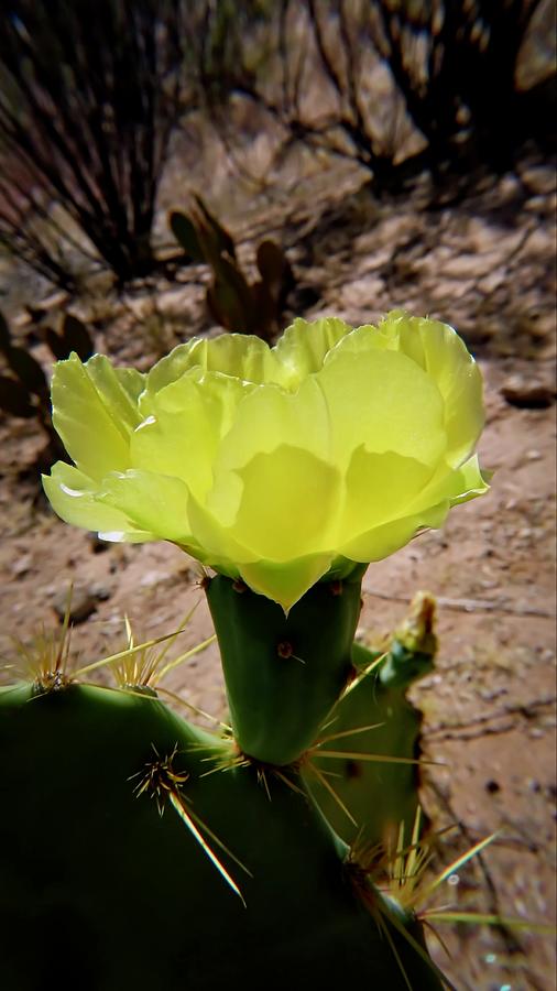 Desert Bloom Photograph by Judy Kennedy
