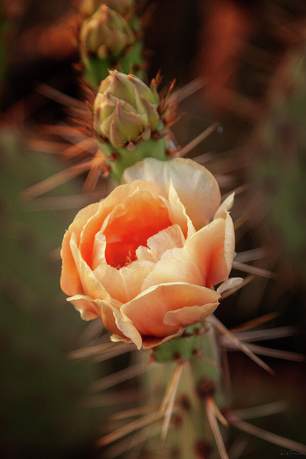 Desert Bloom Photograph by Rick Furmanek