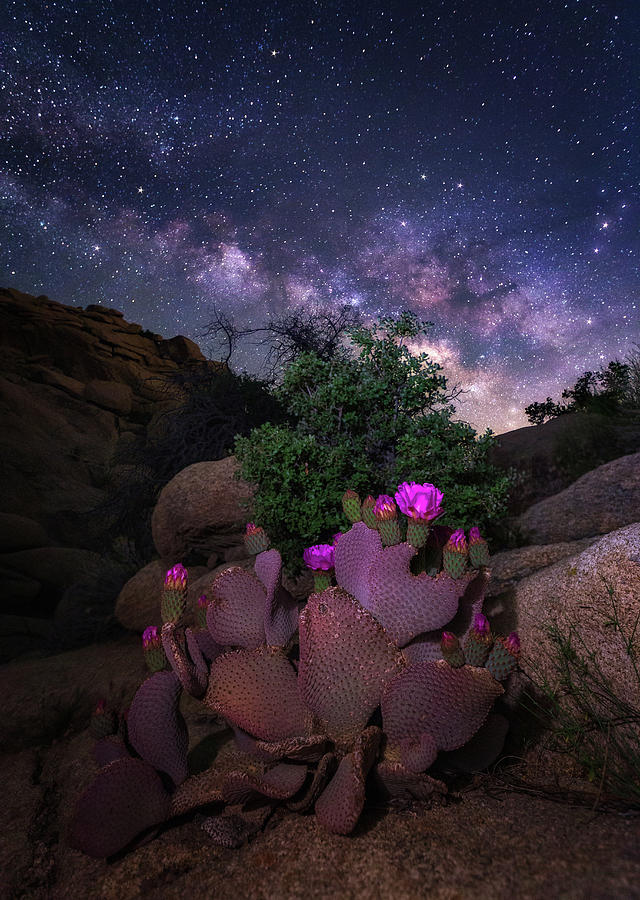 Desert Bloom Photograph by Tassanee Angiolillo