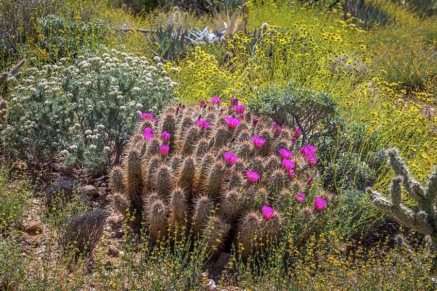 Desert Blooms - Anza Borrego Photograph by Peter Tellone